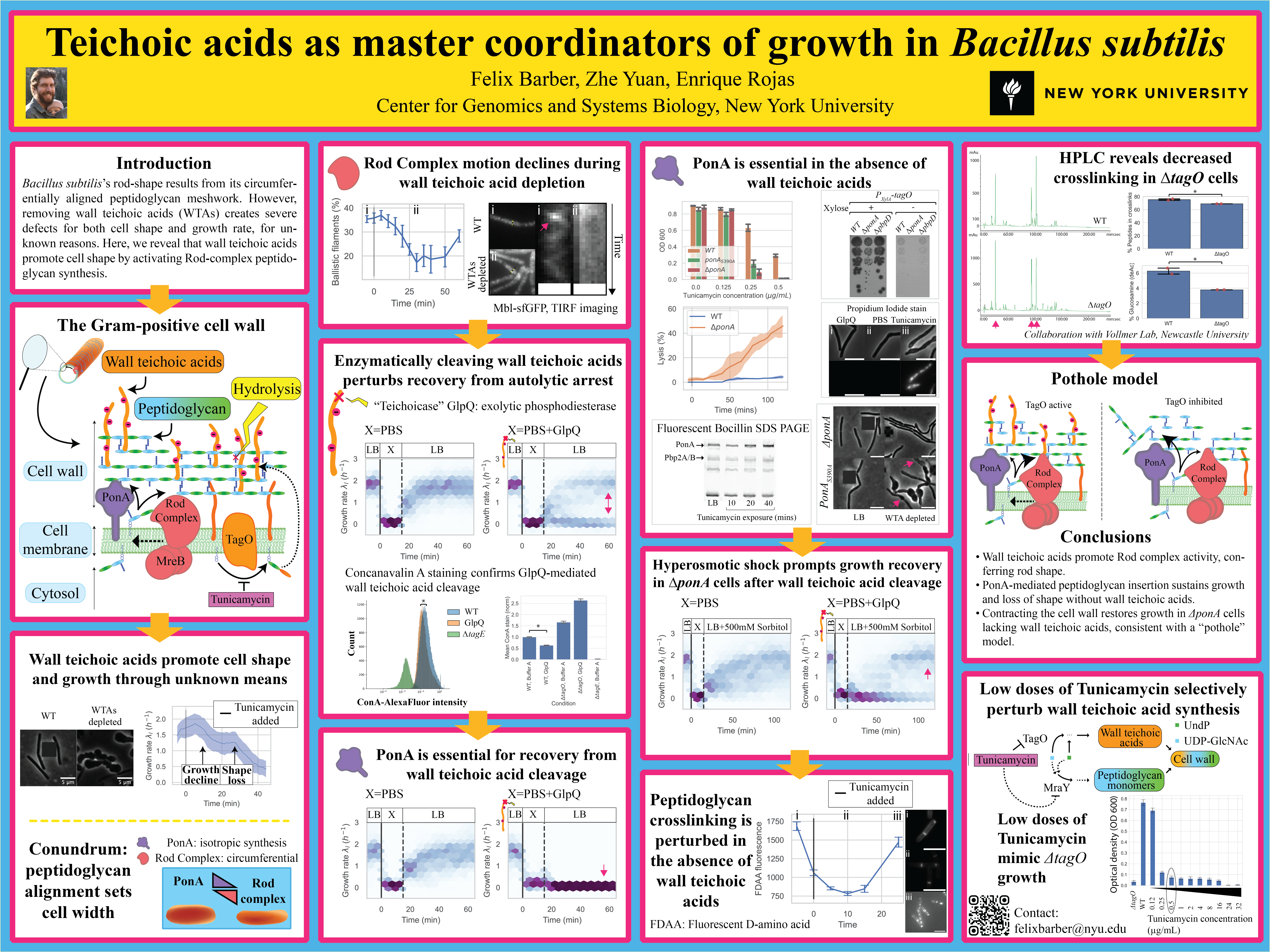 Wall teichoic acids as master coordinators of growth in Bacillus subtilis