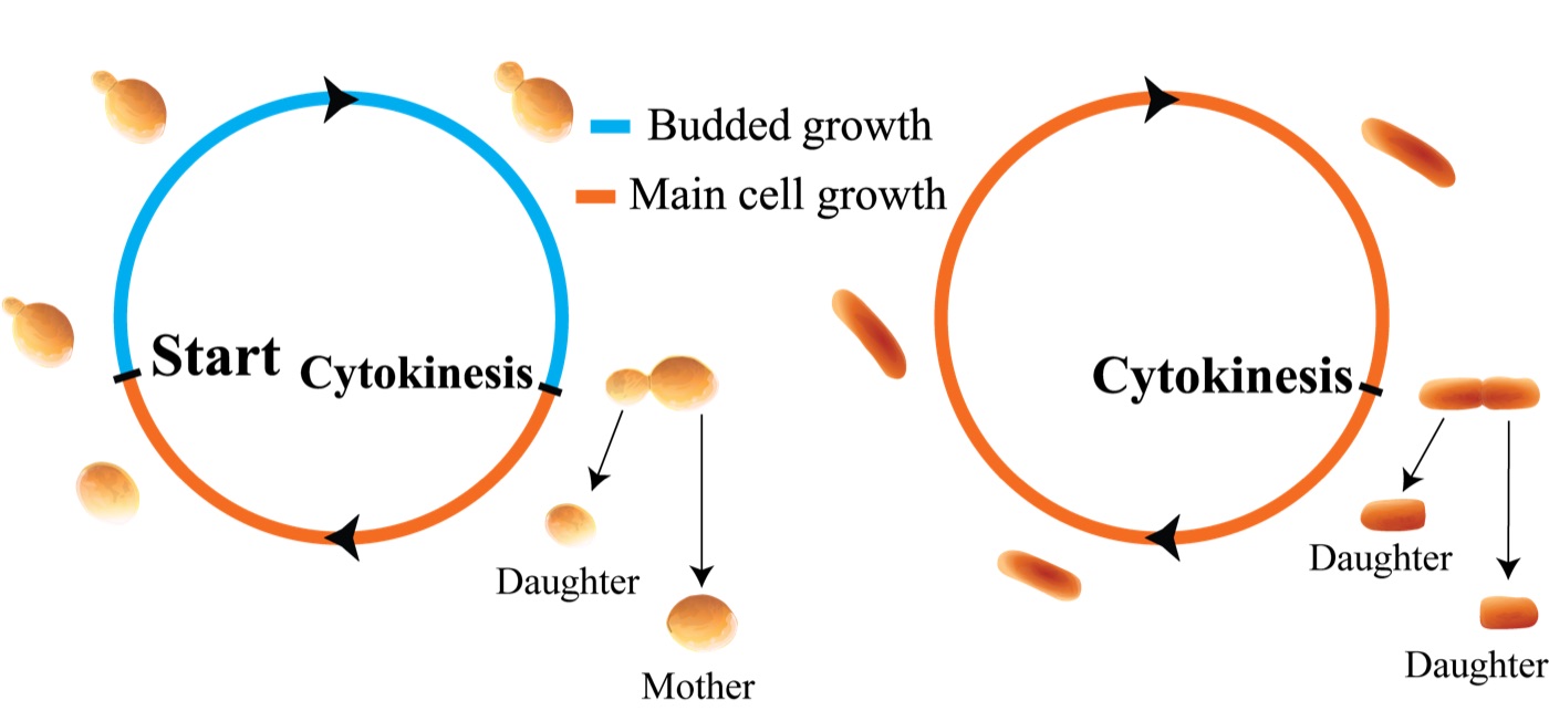 Illustration of budded vs. non-budded cell growth morphologies