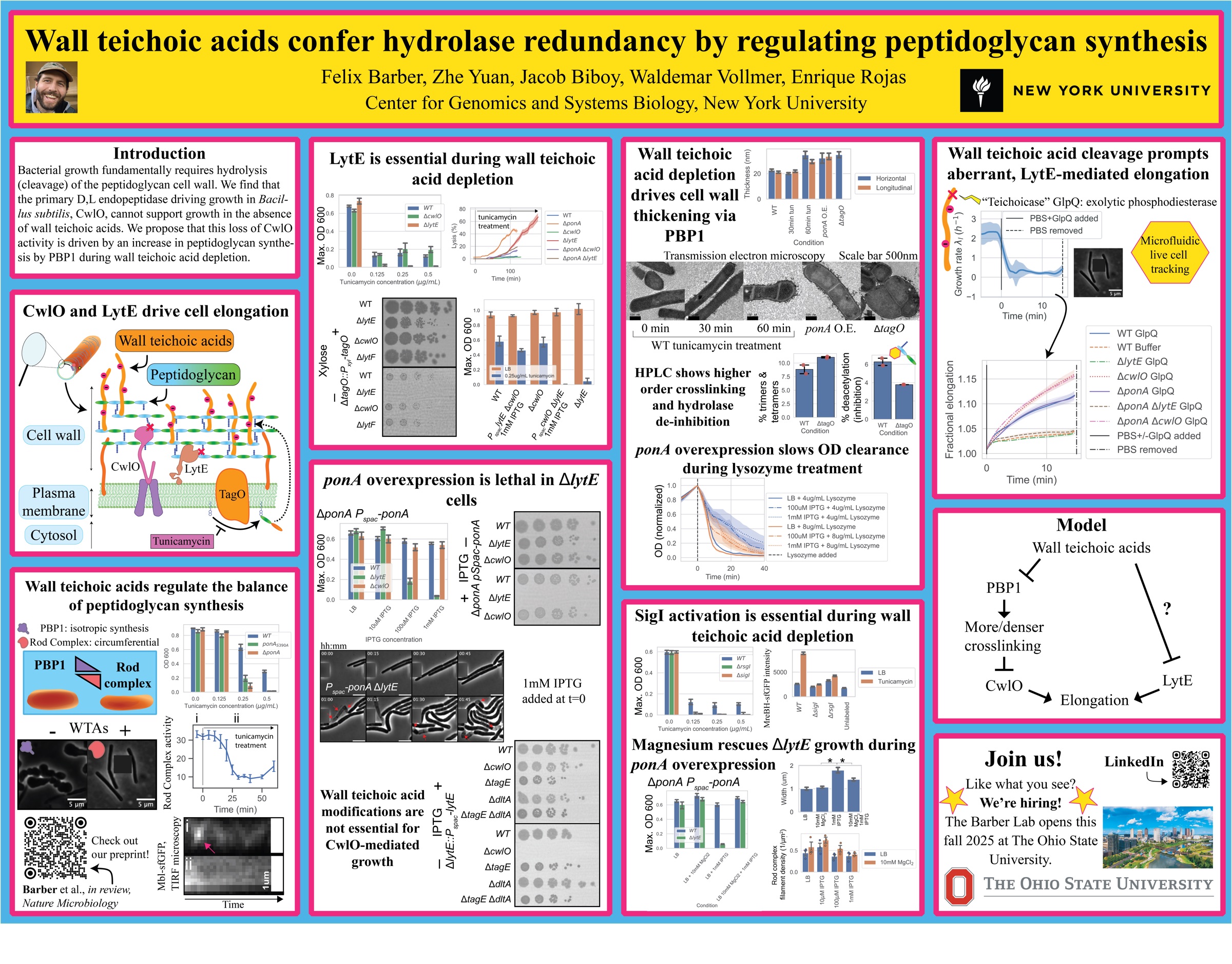Wall teichoic acids confer hydrolase redundancy by regulating peptidoglycan synthesis