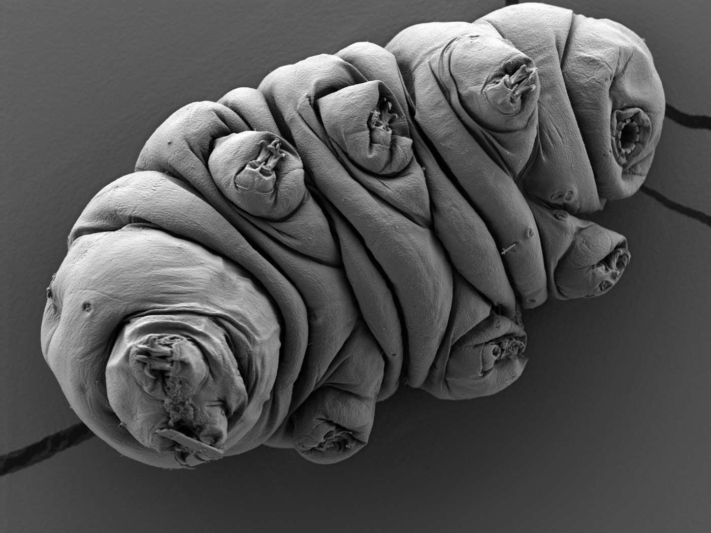Eutardigrade imaged with scanning electron microscopy