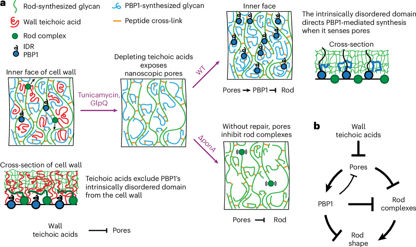 Model: wall teichoic acids maintain rod shape by occluding nanoscale pores